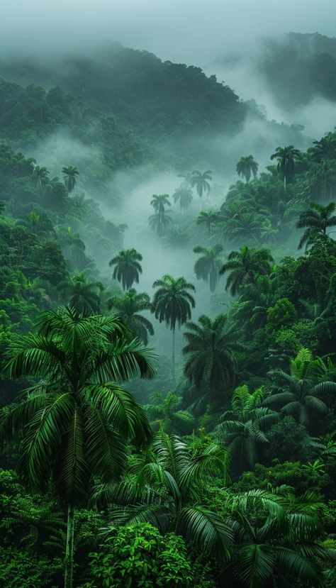 Rain Forest Tattoo, Jungle Aesthetic Wallpaper, Fantasy Rainforest, Jungle Mountains, Palm Tree Forest, Rainforest Wallpaper, Jungle View, Jungle Images, Gold Abstract Wallpaper