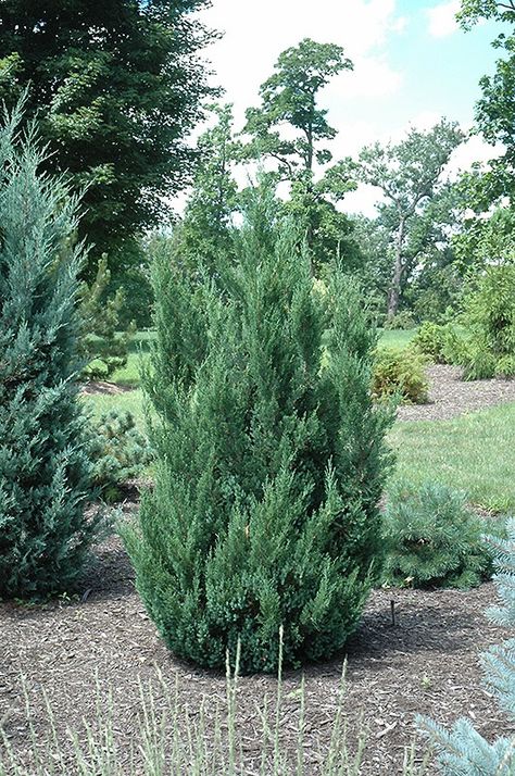 Click to view a full-size photo of Blue Point Juniper (Juniperus chinensis 'Blue Point') at Millcreek Gardens Blue Point Juniper, Hedges Landscaping, Landscape Screen, Juniperus Chinensis, Plants Backyard, Landscaping Along Fence, Leyland Cypress, Sea Oats, Low Maintenance Shrubs