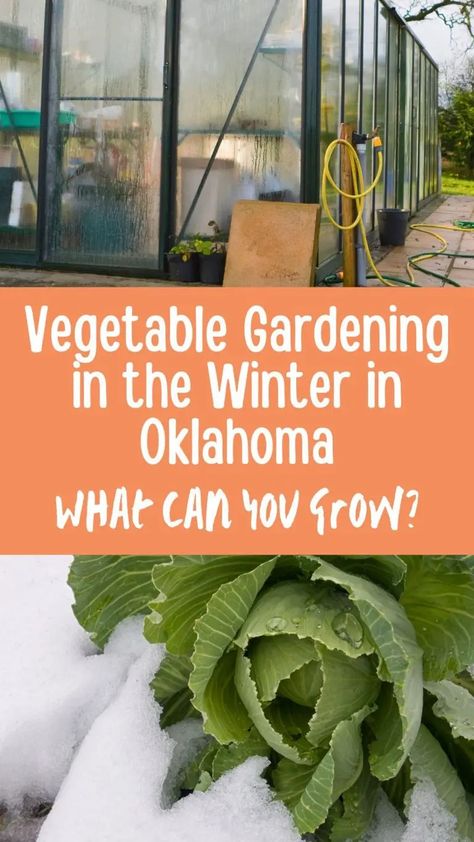 Vegetable Gardening in the Winter in Oklahoma Oklahoma Garden, Garden Soil Preparation, Oklahoma Gardening, Food Growing, Winter Veggies, Winter Vegetables Gardening, Vegetable Garden Planner, Gardening With Kids, Winter Crops