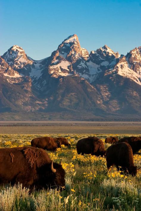 Wildlife Safari | Jackson Hole & Grand Teton | Jackson Hole Wildlife Safaris Wyoming Vacation, Yellowstone Trip, Jackson Hole Wy, Wyoming Travel, Jackson Wyoming, Scenic Places, Jackson Hole Wyoming, Wildlife Safari, Out West