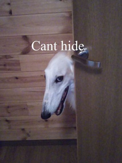 Animals With Captions, Borzoi Dog, Long Dog, Dog Funny, Dog Memes, On Twitter, Memes, Funny, Twitter