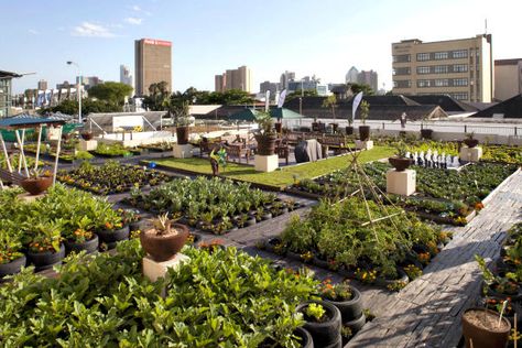 A rooftop garden on a building in Durban, South Africa. In Johannesburg a nonprofit group is using rooftop gardens to teach farming skills to urban youths and to inform them about the effects of global warming. Rooftop Farming, Lots Of Plants, Rooftop Gardens, Roof Gardens, Urban Gardens, Urban Agriculture, Green Roofs, Garden Farm, Urban Farm