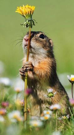 Ground Squirrel, Smelling Flowers, Amazing Animal Pictures, Wild Animals Pictures, Wildlife Photographer, Wildlife Photos, Cute Wild Animals, Wildlife Animals, Cute Animal Pictures