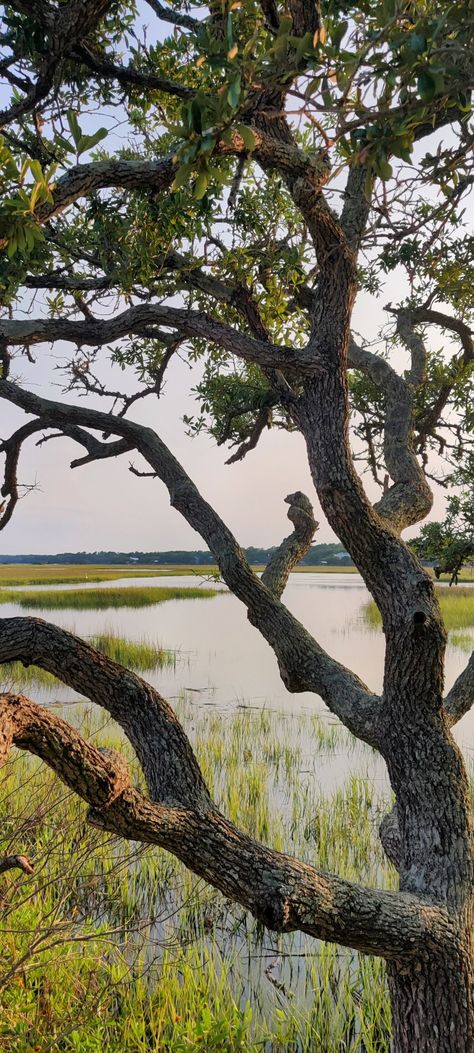 Johns Island South Carolina, Lowcountry Aesthetic, Pawleys Island South Carolina, Kiawah Island South Carolina, Dreamy Destinations, 2024 Travel, Green Island, South Carolina Beaches, Winter Beach