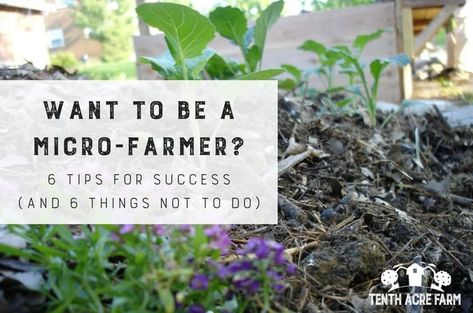 Want to be a Micro-Farmer? 6 Tips for Success: Would you like to grow food for your family, but don't know how to start? Here are 6 mistakes the new micro-farmer makes and 6 ways to ensure your success. Micro Homestead, Micro Farming, Microgreens Garden, Micro Herbs, Micro Garden, Micro Farm, Aquaponics Diy, Micro Greens, Broccoli Sprouts