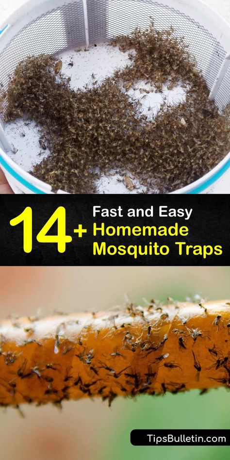 Mosquito Trap Homemade, Mosquito Trap Diy, Mosquito Yard Spray, Mosquito Catcher, Prevent Mosquito Bites, Mosquito Repellent Homemade, Mosquito Traps, Diy Mosquito Repellent, Bug Trap