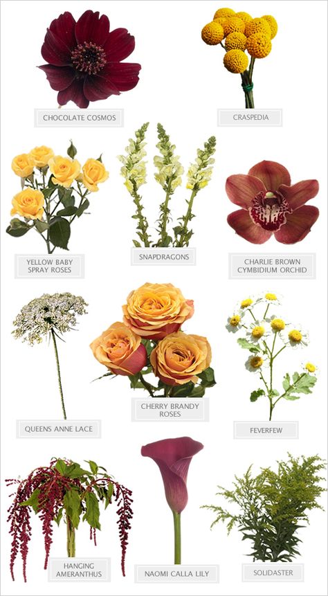 An amazing vintage masterpiece of a bouquet at your fingertips! #bouquet #diybouquetrecipe #weddingchicks ---> http://www.weddingchicks.com/2014/05/07/dramatic-romance-bouquet-recipe/ Late Summer Florals, Flower Charts, Bouquet Recipe, نباتات منزلية, Different Types Of Flowers, Flower Guide, Flower Meanings, Cymbidium Orchids, Garden Types