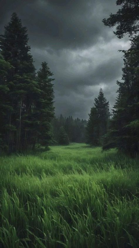 Dark Forest Background, Wald Wallpaper, Creepy Forest, Dark Forest Aesthetic, Dark Landscape, Dark Nature Aesthetic, Pretty Landscapes, No Credit, Landscape Wallpaper