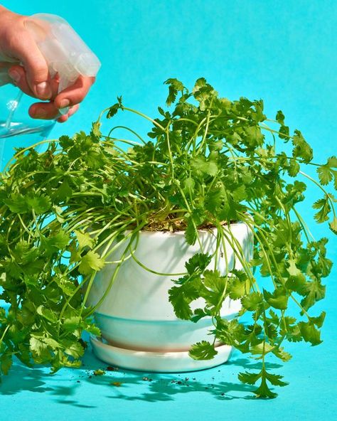 How to Grow Cilantro Plants | Apartment Therapy Growing Cilantro Outdoors, Grow Cilantro Indoors, How To Grow Cilantro, Growing Coriander, Grow Cilantro, How To Harvest Cilantro, Plants Apartment, Cilantro Plant, Growing Cilantro