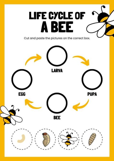 Life Cycle Of A Bee Craft, Insect Life Cycle Preschool, Bee Cycle Life, Parts Of A Bee Free Printable, Life Cycle Of A Bee Free Printable, Bee Activity For Preschool, Bee Preschool Activities, Lifecycle Of A Bee, Bee Life Cycle Craft