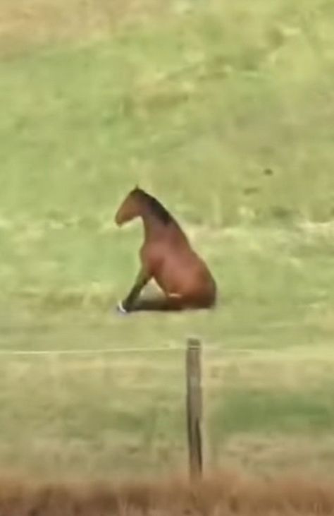 Horses From Funny Angle, Horses Funny Photos, Horse Mouth Open, Silly Horses Pictures, Horse Reaction Pic, Horse Side Eye, Horse Lying Down, Cursed Horse, Horse Side Profile