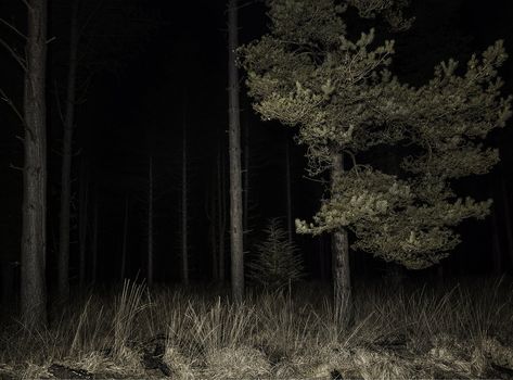 The Woods, Creepy Backgrounds, Dark Forest Aesthetic, Apocalypse Aesthetic, Dark Woods, Dark Tree, Haunted Forest, Dark Grunge, Night Forest