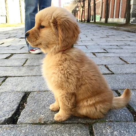 5,535 Likes, 102 Comments - Oshie Golden Bear (@oshiegoldenbear) on Instagram: “I noticed I feature a lot of good boys and not enough good girls. We mustn’t forget that all dogs…” Golden Retriever Mix, Golden Retriever Puppy, Retriever Puppy, Retriever Dog, Welsh Corgi, Golden Retrievers, Animal Love, Funny Cartoon, Big Dogs