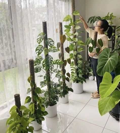 نباتات منزلية, Hanging Plant Wall, Hanging Plants Indoor, Inside Plants, Plant Decor Indoor, Focal Points, House Plants Decor, House Plants Indoor, Diy Home Decor Easy