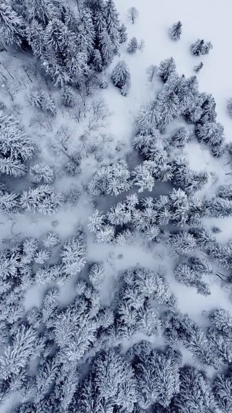 Top View of Forest in Winter · Free Stock Video Forest Top View, Wing Painting, Forest In Winter, Shrinking Violet, Gothic Medieval, Snow Forest, Forest Background, White Russian, The Time Has Come