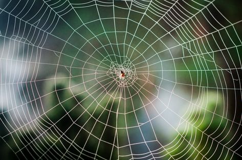 14 of the Most Elaborate Spider Webs Ever Found in Nature Pattern In Nature, Hygge House, Textures In Nature, Fractals In Nature, Underground Society, Spirals In Nature, Types Of Spiders, Spider Species, Garden Spider