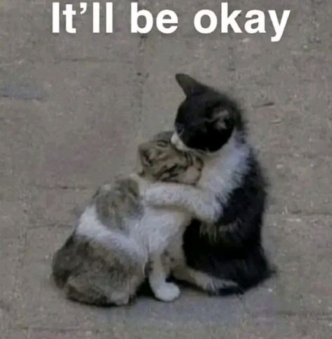 It Will Be Okay, Silly Cats Pictures, Love Aesthetic, Be Okay, Funny Cute Cats, Silly Cats, Reaction Pics, 귀여운 동물, Loving U