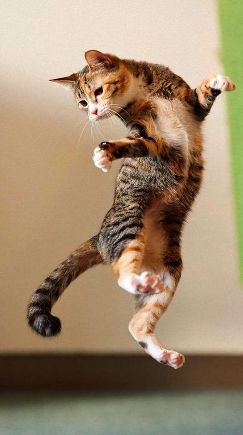 Cat air dancing Cat Jumping, Jumping Cat, Kitty Tattoos, Animal Poses, Cat Poses, Cat Anatomy, Cat References, Image Chat, Cat Reference