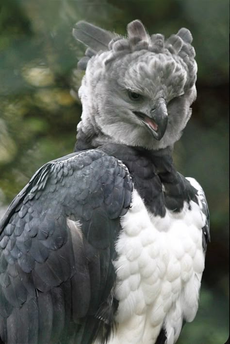 The largest eagle with a wingspan of 5 to 7 ft. The rear talons can measure 5 inches in long — bigger than the claws of a grizzly bear. In fact, no other eagle has talons so large. Status: Near threatened. Magnificent! Harpy Eagle, Bird People, Wild Animals Pictures, Animal Reference, Pretty Animals, Animal References, 5 To 7, Big Bird, Grizzly Bear