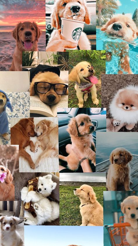 #cutedogs #dog #dogs #ilovedogs #cute Cute Dog Collage Wallpaper, Cute Golden Retriever Puppy Wallpaper, Golden Retriever Background, Golden Retriever Wallpaper Iphone, Nendr Wallpaper, Puppy Wallpaper Iphone, Cute Puppies Golden Retriever, Negative Reinforcement, Golden Retriever Illustration