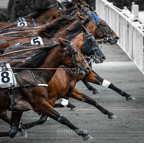 Harness Racing Horses, Standardbred Racing, Trotting Horse, Standardbred Horse, Horse Riding Quotes, Race Photography, Horse Reference, Thoroughbred Horse Racing, Harness Racing