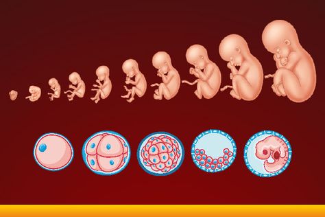 Biology Jokes, Fertilization Process, Pregnancy Chart, Prenatal Development, Branches Of Biology, Human Embryo, Embryonic Development, Science Models, Medical Wallpaper