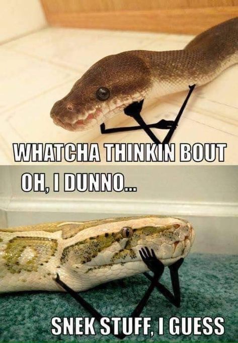 Mega-Mid-Week Animal Meme Collection (50 Memes And Pics) Snakes With Arms, Cute Snakes, Danger Noodle, Danger Noodles, Cute Reptiles, Pet Snake, Cute Snake, Funny Animal Jokes, Minecraft Designs