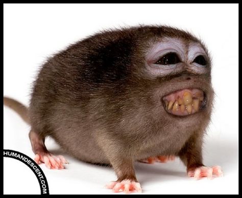 Monkey-rat hybrid Animal Mashup, Ugly Monkey, Animal Mashups, Bizarre Animals, Ugly Photos, Animal Experiments, Ugly Animals, Hybrid Animals, Creepy Animals