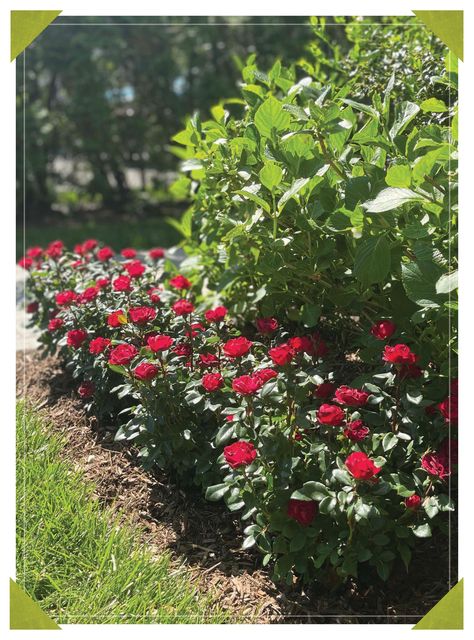 Petite Knockout Roses Landscaping, Knockout Roses In Landscaping Ideas, Petite Knockout Roses, Knock Out Roses Landscape Ideas, Knockout Roses In Landscaping, Double Knockout Roses, Rose Bushes Landscape Front Yards, Knock Out Roses, Rose Plant Care