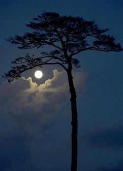 Fases da Lua #moon #night #Lua-cheia Lone Tree Photography, Shoot The Moon, Lone Tree, Moon Pictures, Fly Me To The Moon, Moon Photography, Tree Photography, Moon Light, Beautiful Moon