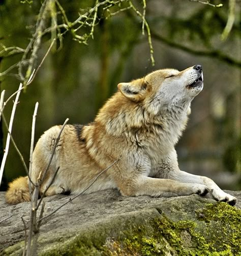 beautiful-wildlife: Wolf by U-L-U Wolf Photos, Wolf Love, Wild Wolf, Wolf Pictures, Beautiful Wolves, Wolf Spirit, Wild Dogs, Wolf Dog, Lone Wolf