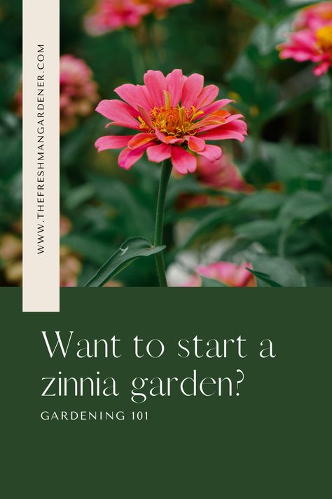 Do you want to start a zinnia garden? Check out this post that will tell you all you need to know to get started.  Zinnias are one of the easiest flowers to grow if you know a few tips. Easiest Flowers To Grow, Zinnia Garden, Long Vase, Flowers To Grow, European Garden, How To Garden, Front Porch Design, Perennial Flowers, White Flies