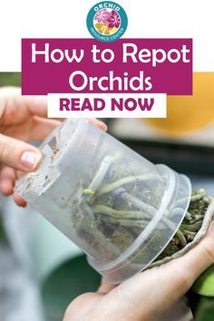 Repot Orchids How To, Repotting Orchids How To, How To Replant Orchids, Transplanting Orchids, Orchid Repotting, Indoor Cactus Plants, Orchid Terrarium, Phalaenopsis Orchid Care, Repotting Orchids