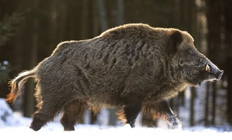 Wild boar Wild Boar Hunting, Wild Hogs, Boar Hunting, Wild Pig, Hog Hunting, Wild Hog, Your Spirit Animal, Interesting Animals, Cool Animals