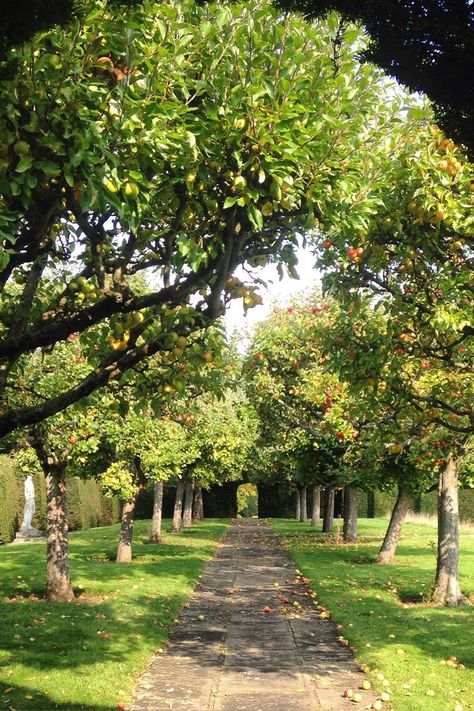 Orchard Garden Aesthetic, Trees Around House, Food Garden Ideas, Orchard Ideas, House With A Garden, Backyard Orchard, Food Landscape, House With Garden, Apple Garden