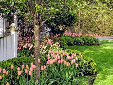 Tulip Update & Winding Down - Pretty Pink Tulips Tulips In Front Of House, Tulip Planting Ideas, Tulips In Garden, Big Front Yard, Tulip Landscape, California Front Yard, Country Flower Garden, Tulip Planting, Photos Plant