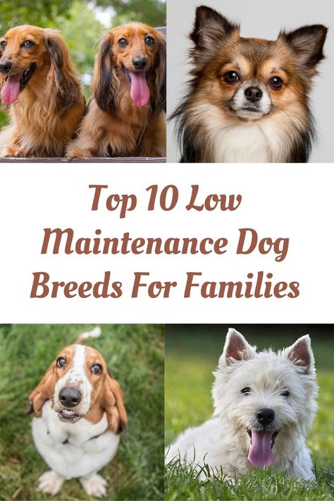 Mid Sized Dogs, Low Energy Dogs Breeds, Small To Medium Dog Breeds, Best Dog Breeds For Kids, Best Dog Breeds For Families, Small Dog Breeds Low Maintenance, Medium Size Dog Breeds, Small Family Dogs, Smallest Dog Breeds