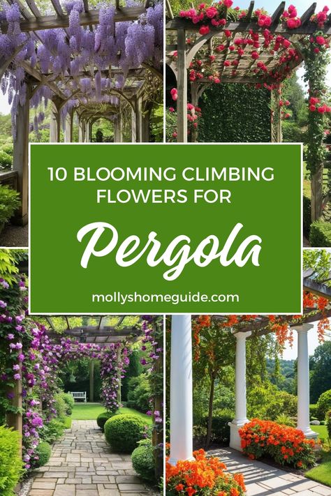 Discover the perfect climbing plants to adorn your pergola, arches, or trellises with our curated list of the best climbing flowers and vines. From elegant blooms cascading down arbors to vibrant colors enhancing your outdoor space, these selections will elevate your garden decor. Whether you're seeking colorful climbing plants for arches or looking for the best flowers to create a stunning trellis display, we've got you covered. Vine Flowers Climbing, Trellis Display, Climbing Clematis, Flower Trellis, Climbing Flowers, Clematis Flower, Trumpet Vine, Best Flowers, Covered Pergola