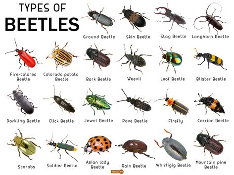 Types Of Ladybugs, Cool Beetles, Bettles Bugs, Entomology Tattoo, Pretty Beetles, Pet Insects, Bug Chart, Types Of Snails, Insect Types