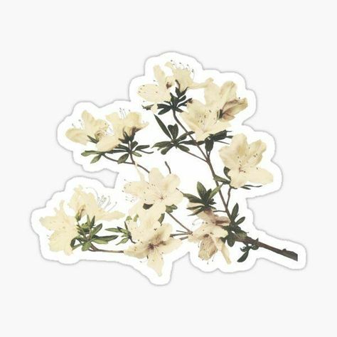 White lily branch sticker Sticker Design Inspiration, Printable Vintage Art, Redbubble Stickers, Scrapbook Flowers, Anime Boy Sketch, Cute Laptop Stickers, Stickers Aesthetic, Stickers Design, Nature Stickers