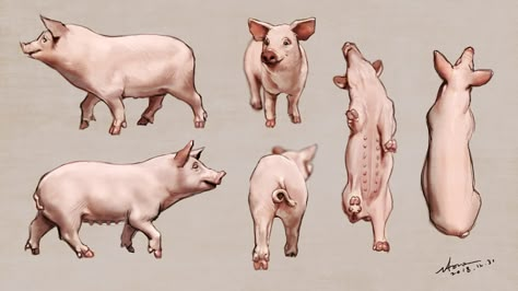 ArtStation - PIG practice, JH Stonehouse Pigs Reference, Pig Anatomy Drawing, Pig Drawing Reference, Pig Reference, Pig Concept Art, Pig Sketch, Back Drawing, Hybrid Cat, Pig Ears