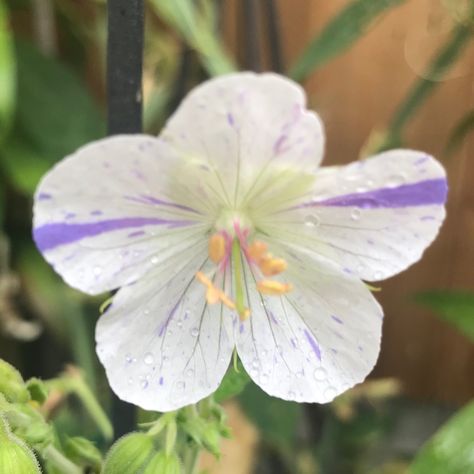 Geranium pratense 'Delft Blue', Meadow Cranesbill 'Delft Blue' in GardenTags plant encyclopedia Meadow Cranesbill, Geranium Pratense, Plant Encyclopedia, Geranium Flower, Winter Plants, Plant Tags, Plant Information, My Plant, How To Attract Birds