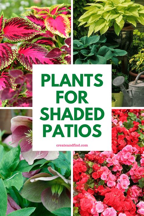 Perfect plants for shaded patios or porches. Just because your outdoor spaces don't get much sun, doesn't mean you can't add beautiful colors and textures with plants. There are many shade-loving plant options that will thrive on your patios or porches. Outdoor Plants For Shaded Areas, Flowers For Shaded Areas, Potted Plants For Shade, Plants For Shaded Areas, Shade Plants Container, Plants That Like Shade, Plants That Love Shade, Front Porch Flower Pots, Landscape Interior Design