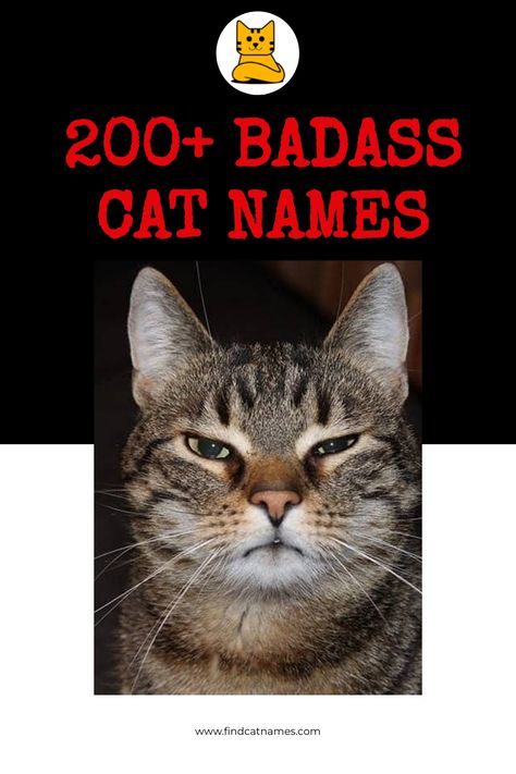 If you’re looking for badass cat names, you’re in luck. We’ve got a list of the toughest, most tenacious names out there. Badass Cat Names, Cool Pet Names, Cat Name Ideas, Boy Cat Names, Girl Cat Names, Kittens Care, Badass Names, Breeds Of Cats, Classic Names