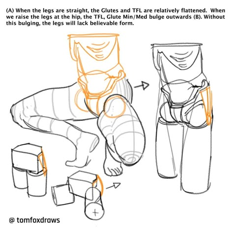 tomfoxdraws on Twitter: "(A) When the legs are straight, the Glutes and TFL are relatively flattened. When we raise the legs at the hip, the TFL, Glute Min/Med bulge outwards (B). Without this bulging, the legs will lack believable form. https://t.co/AaKtbztNNG" / Twitter How To Draw Anatomy, Mei Red, Draw Anatomy, Anatomy Tutorial, Human Anatomy Drawing, Human Anatomy Art, Anatomy Sketches, Body Reference Drawing, Anatomy For Artists