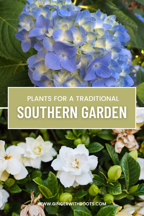 hydrangeas and gardenias blooming in a traditional southern garden South Carolina Yard Landscaping, Southern Gardens Ideas, Southern Alabama Gardening, South Carolina Backyard, Southern Living Landscaping Front Yard, Colonial Garden Ideas, Southern Garden Ideas, Southern Home Landscaping, South Georgia Landscaping Ideas