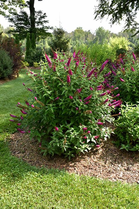 Click to close image; click and drag to move Mailbox Landscaping, Landscape Planning, Bush Garden, Tattoo Plant, Diy Garden Fountains, Garden Shrubs, Butterfly Bush, Flowering Shrubs, Yard Design