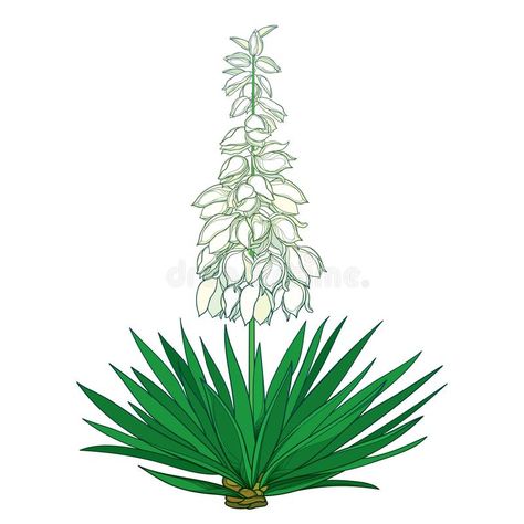 Vector outline Yucca filamentosa or Adam’s needle flower bunch, ornate pastel bud and green leaf isolated on white background. Vector outline Yucca stock illustration Syringa Flower, Yukka Plant, Yucca Flower, Mexico Flowers, Flower Drawing Easy, Yucca Filamentosa, Craft Cupboard, Yucca Plant, Flower Bunch