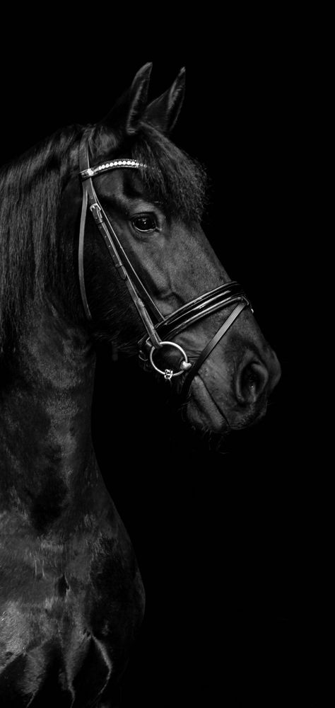 Horse Wallpaper Explore more Animal, Domesticated, Hoofed, Horse, Mammal. wallpaper. https://www.whatspaper.com/horse-wallpaper-44/ Black Horse Wallpaper Iphone, Horse Background, Lucky Wallpaper, Polo Horse, Wolf Photos, Horse Wallpaper, Black Horses, Horse Aesthetic, Most Beautiful Horses