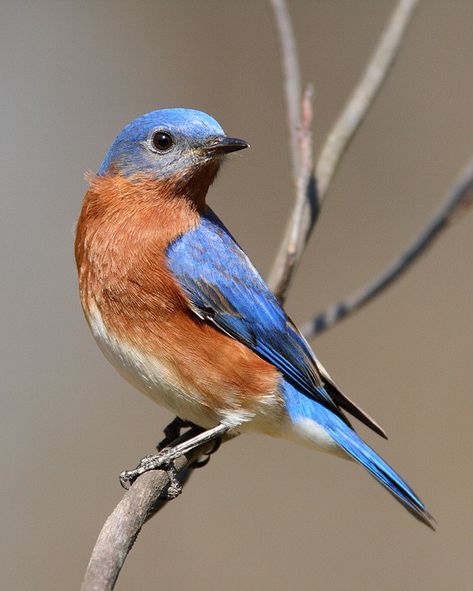 Eastern Bluebird (Sialia sialis) - photo by J. Wells Bluebird Nest, Bird Watercolor Paintings, Eastern Bluebird, Bird Photos, Blue Birds, Animal References, Nature Birds, Backyard Birds, Bird Pictures